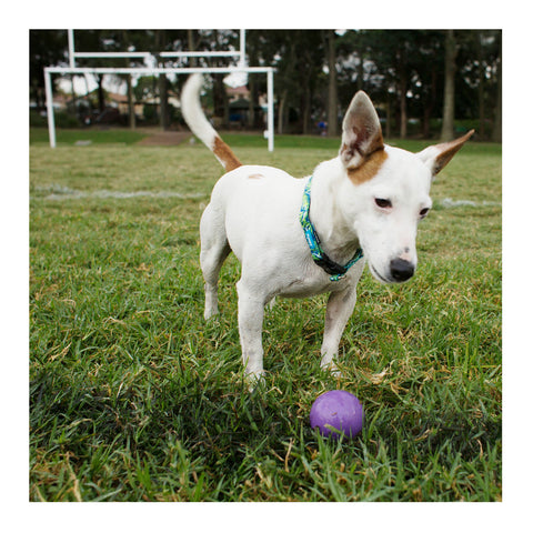 Kazoo Super Strong Rubber Ball Assorted Dog Toy