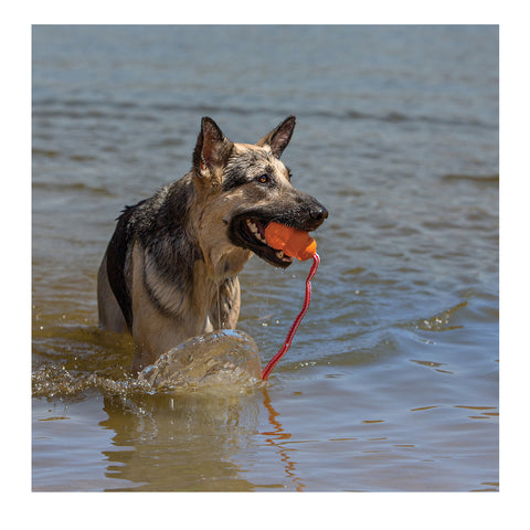 KONG Aqua Dog Toy