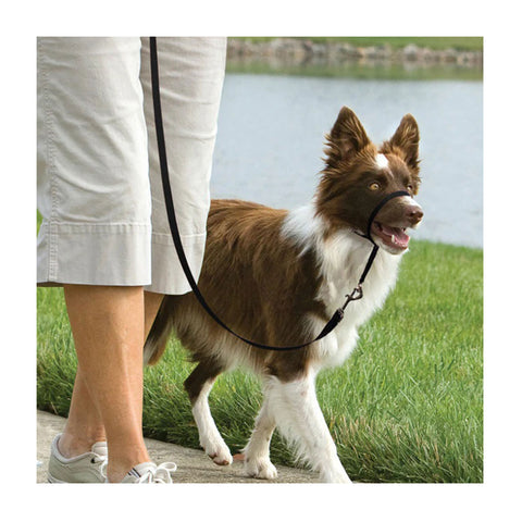 PetSafe Easy Walk Headcollar and Leash Black