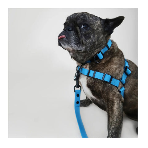 Olli the label Dog Harness