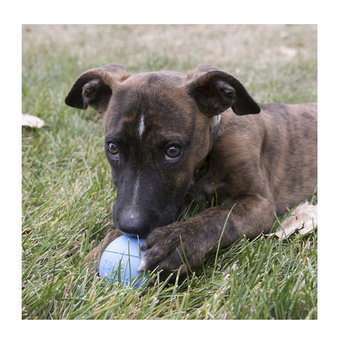 KONG Puppy Ball with Hole Dog Toy