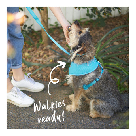 Kazoo Classic Soft Walking Dog Harness Aqua