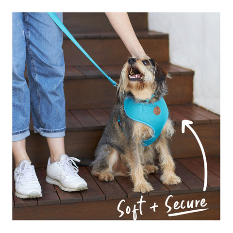 Kazoo Classic Soft Walking Dog Harness Aqua