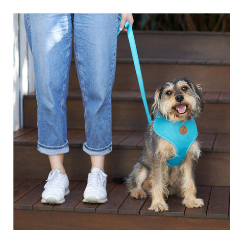 Kazoo Classic Soft Walking Dog Harness Aqua