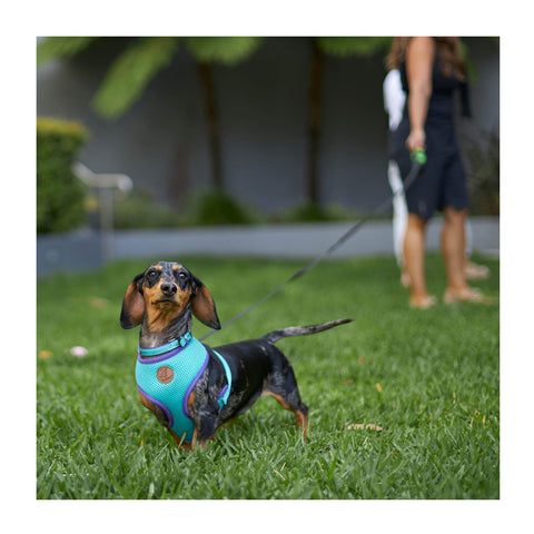 Kazoo Active Soft Walking Dog Harness Aqua & Purple