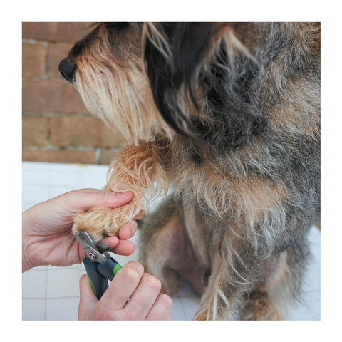 Kazoo Deluxe Nail Clipper for Dogs