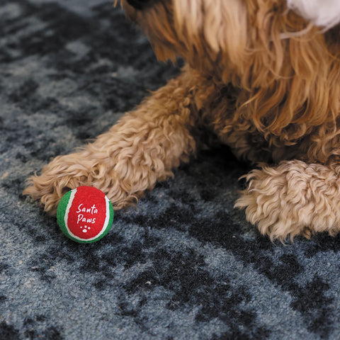 Kazoo Christmas Santa Paws Bounce Ball Dog Toy