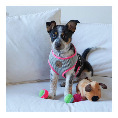 Kazoo Active Soft Walking Dog Harness Silver & Pink