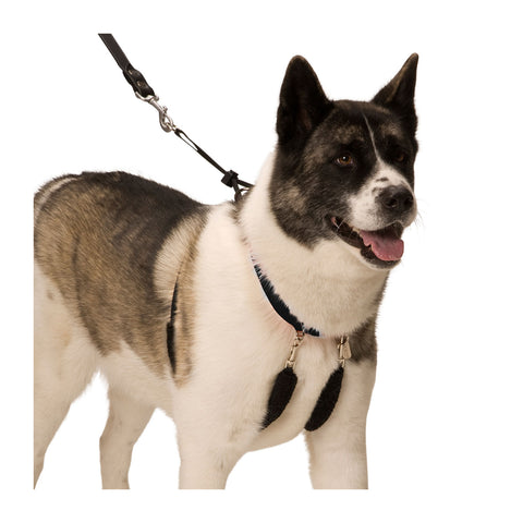 Sporn Training Halter for Dogs Black