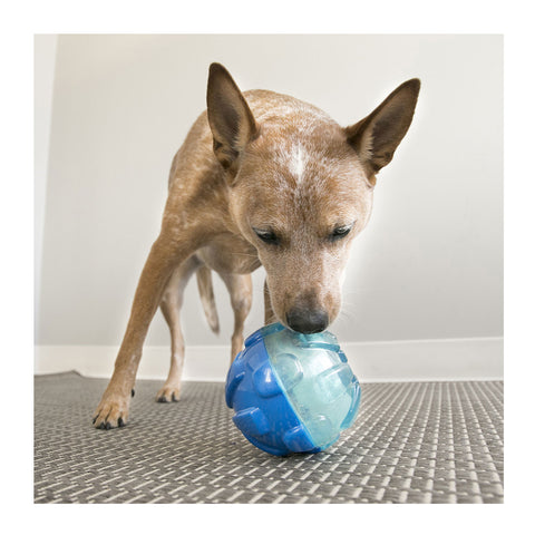 Kong Rewards Ball Dog Toy