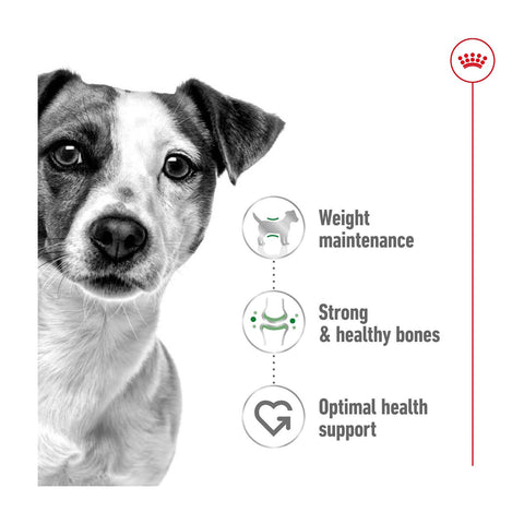 Royal Canin Mini Adult Dry Dog Food