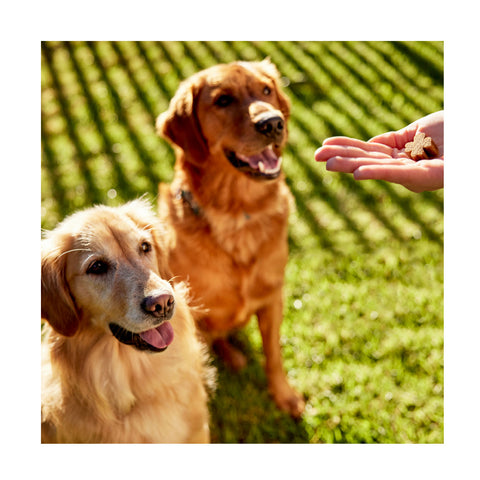 ZamiPet Joint Protect Chews for Dogs